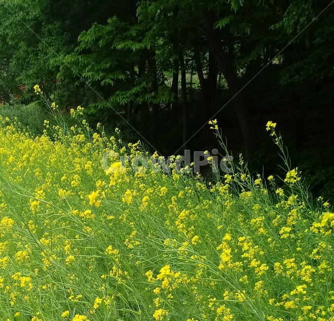 유채꾳,식물,자연,십자화과,노란색꽃,두해살이풀,관상용,rapeseed,운대,호채,봄꽃