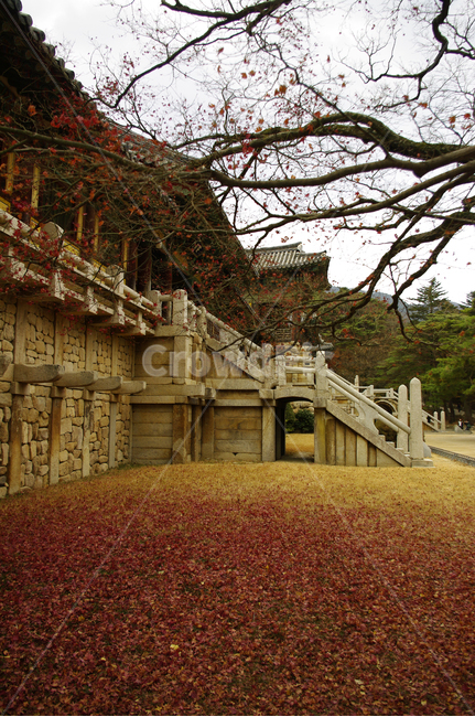 roof,tree,Beomyeongru,Bulguksa Temple,leaf,Gyeongju,traditional,fall,fallen leaves,plant,maple,temple,tradition,Chilbogyo Bridge,architecture