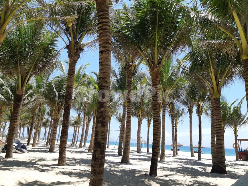 plant,tree,나무,summer,야자수