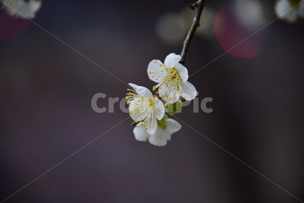 식물,plant,꽃,flower,봄