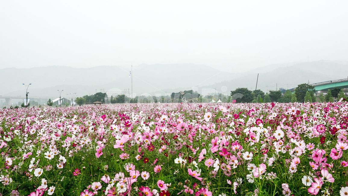 코스모스,구리코스모스,코스모스축제,원두막,꽃,정원,가을,계절,fall,autumn,season,식물,자연,plants,nature,꽃,flower,blossom,petal,꽃잎,plant