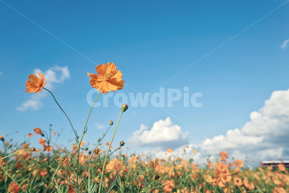 꽃,식물,황화코스모스,plant,cosmos,가을,계절,fall,autumn,season,식물,자연,plants,nature,꽃,flower,field,들,grassland,목초지,outdoors,옥외,leaf,잎
