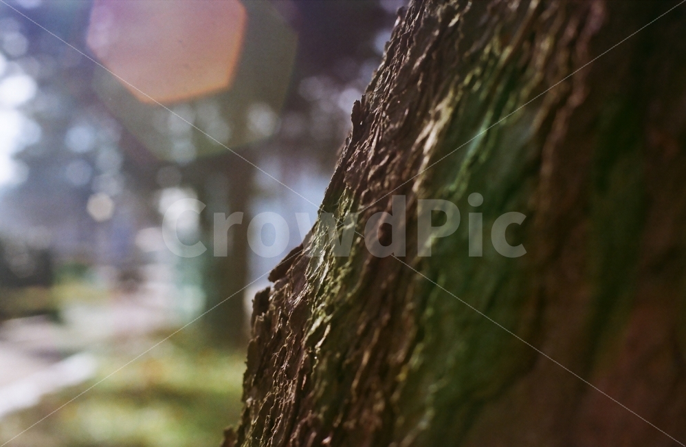 나무,껍질,햇빛,필름사진,끓이기기법,식물,자연,plants,nature,휴식,힐링,rest,relaxation,healing,감성,sensible,feeling