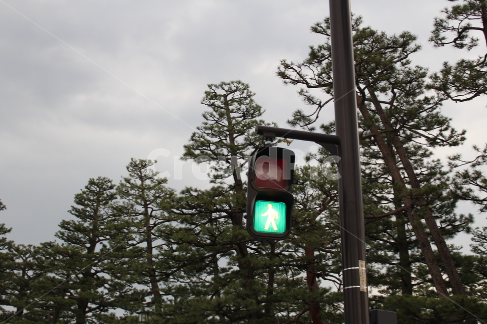 trafficlight,신호등,light,빛,나무,숲속신호등