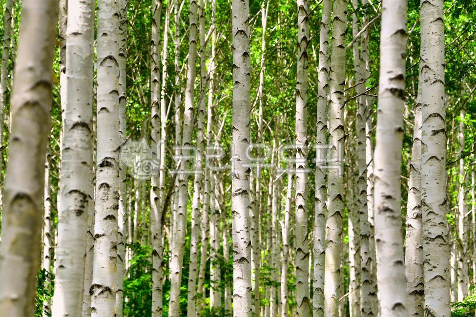 birch tree,forest,green,nature,trekking,forest of trees,tree,forest bathing,summer,Yeongyanggun,Gangwondo,healing,mountain,nutrition,Pillar,birch forest,record,sight,luxuriant,fence