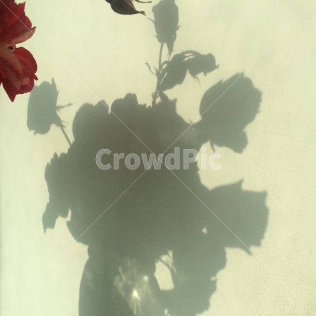꽃,자연,식물,flower,nature