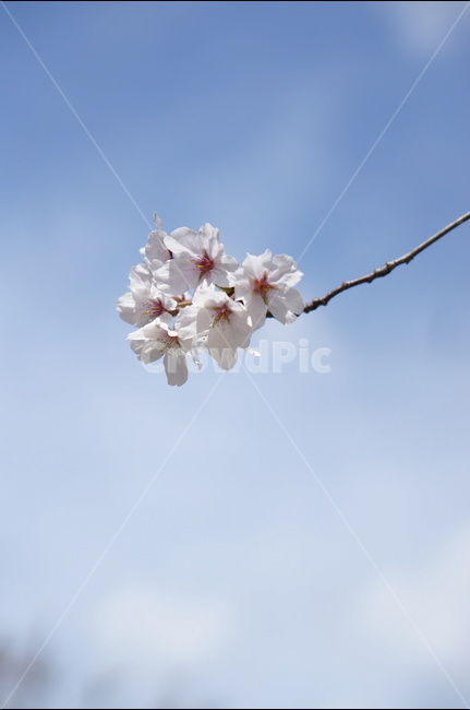 벗꽃,흰구름,4월,파랑하늘,하늘하늘,맑음,봄,계절,spring,season,식물,자연,plants,nature,꽃,flower,plant