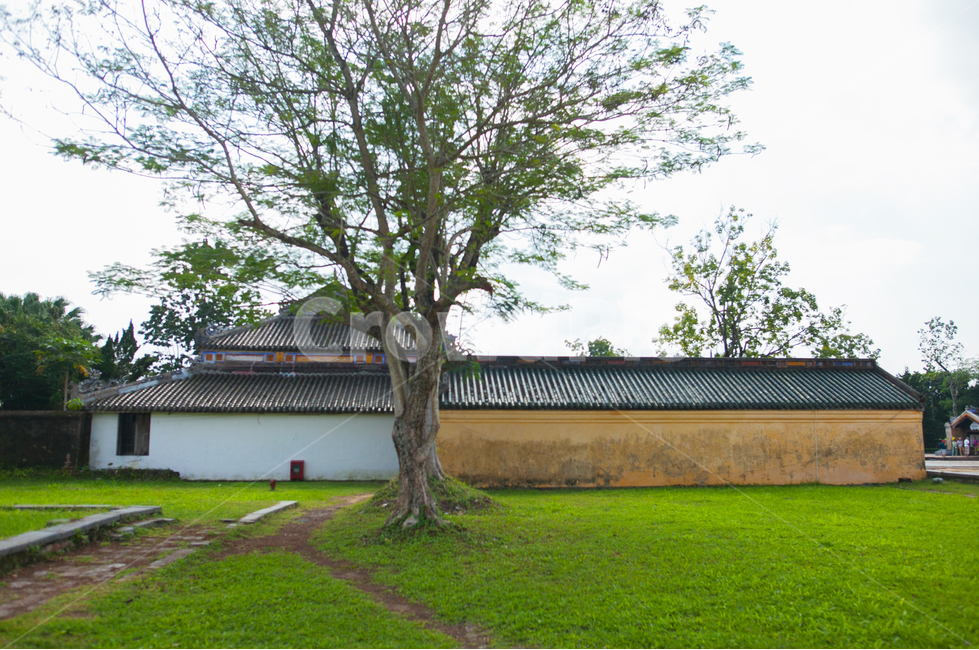 공원,집,담벼락,tree,나무,plant,식물,treetrunk,나무줄기,grass,잔디,한적한,고요한,마을