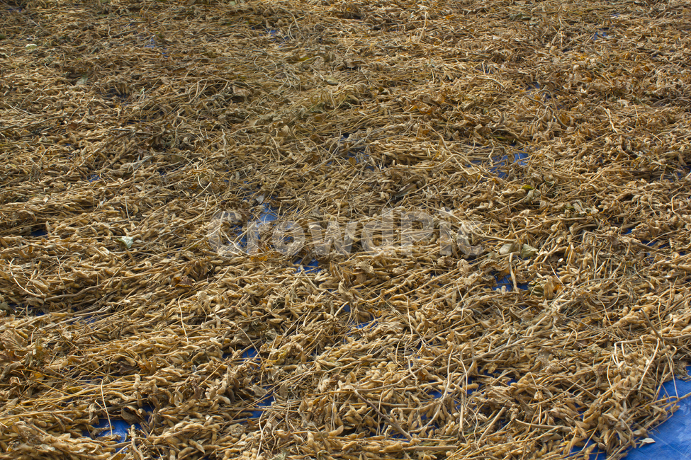 말리기,건조,농작물,꽁깍지,콩,갈색,브라운,농업,농촌,시골,널어놓은,껍질,콩껍질,자연,식물,추수,수확,가을,널린,말린,식재료,농업,농사,agriculture,farming,farming industry