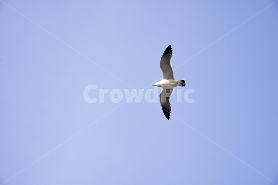 blue sky,feather,flight,blue background,wild animals,summer,Korean seagull,beautiful,Beach,freedom,bird,Seagull,white seagull,High,sky,west coast of korea,bird flight,natural,nature,water,korea,blue,ocean,background,animal,white bird,wing,wild