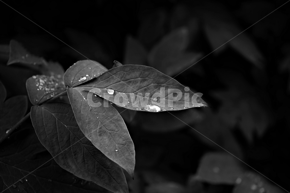 물방울,자연,식물,싱그러움,잎,흑백사진,모노크롬,흑백,모노톤,monochrome,black and white