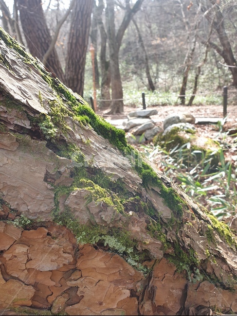 tree,나무,treetrunk,나무줄기,이끼,식물,plant,나무껍질,숲