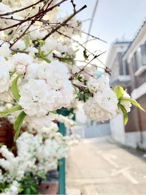 꽃,봄,화이트,하얀색꽃,하얀꽃