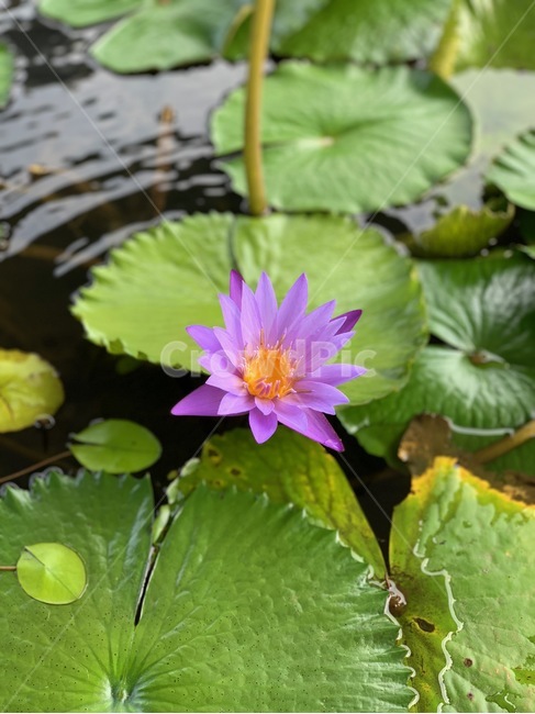 수련,꽃,자연,호수,보라색,노란색,초록색,flower,식물,자연,plants,nature,꽃,flower