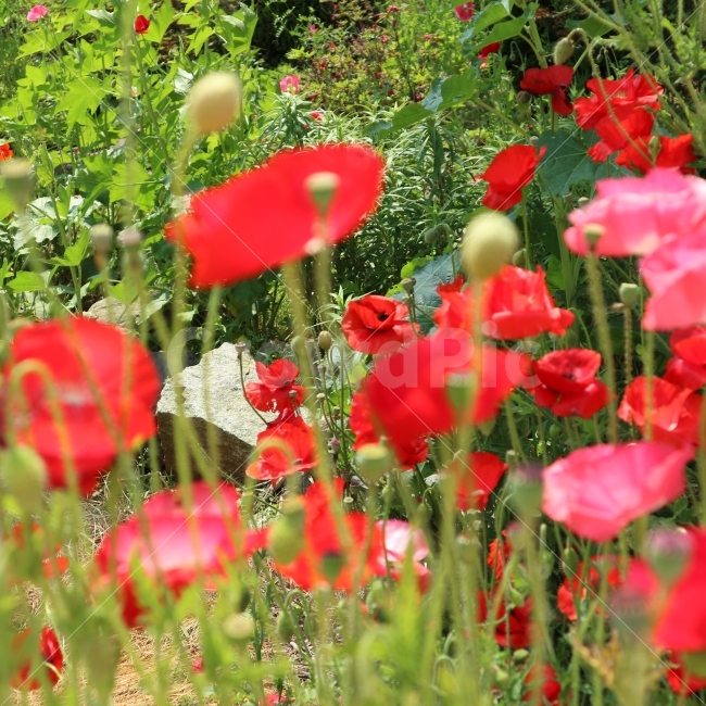 양귀비,꽃,맑음,POPPY,양귀비꽃,식물,자연,plants,nature,꽃,flower