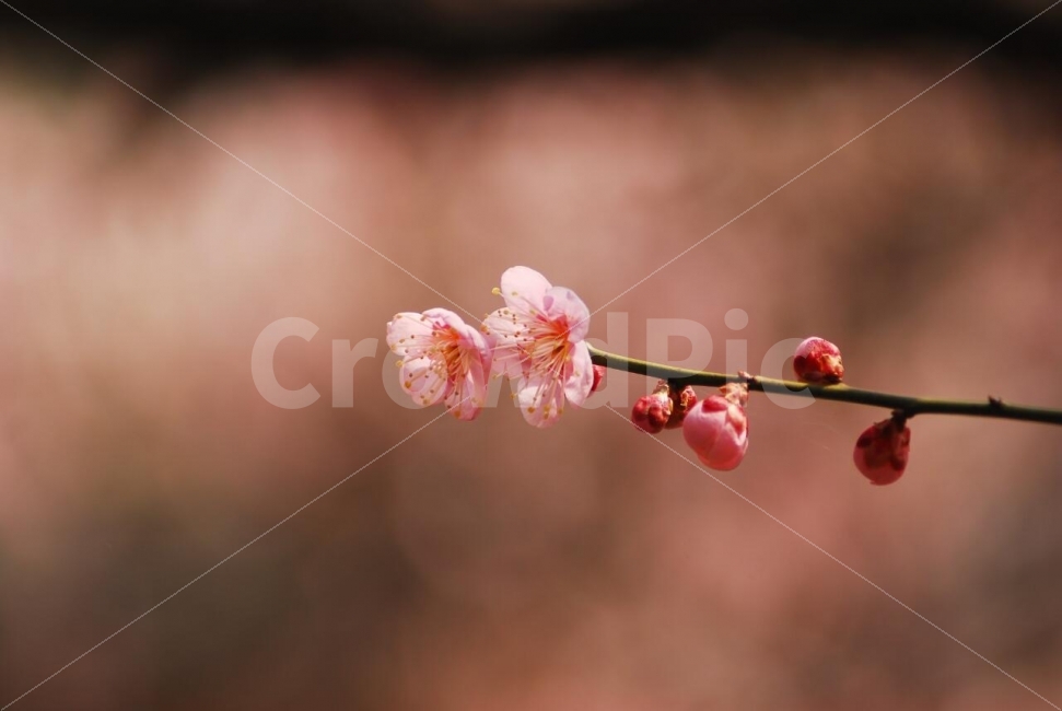 매화,홍매화,매실나무,봄꽃,봄,아름다움,봄,계절,spring,season,식물,자연,plants,nature,꽃,flower,감성,sensible,feeling,plant,sprout,새싹,bud,싹,blossom