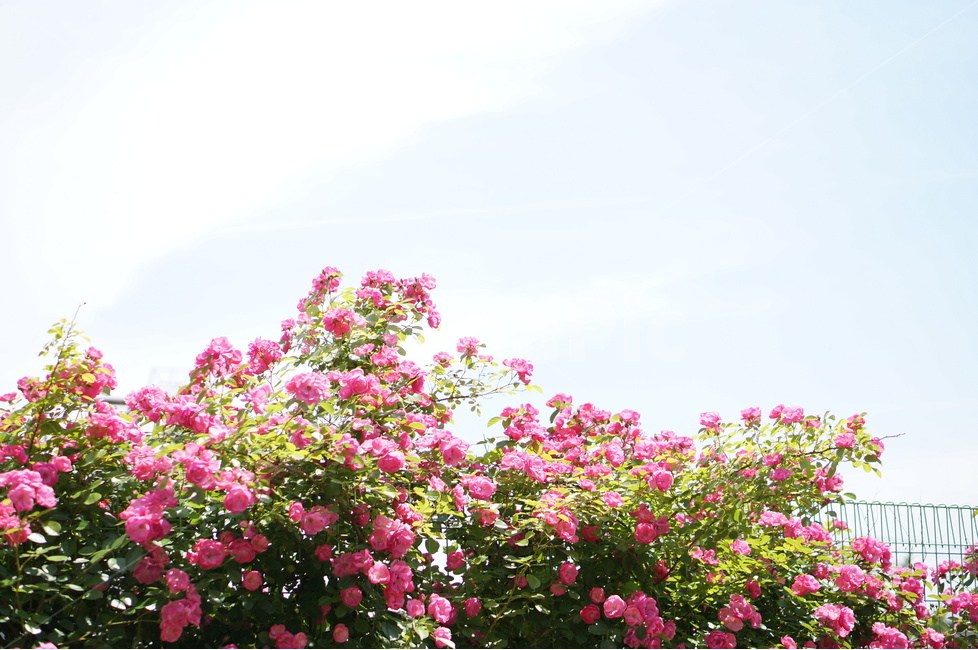 장미,5월,핑크,풍경,꽃,빛,식물,자연,plants,nature,꽃,flower