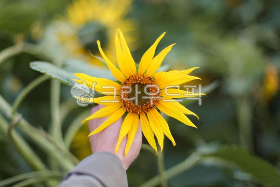 blossom,plant,Emotion,sunflower,Emotional photo,flower