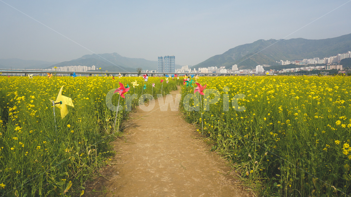 유채꽃밭,꽃밭,유채꽃,유채꽃축제,유채
