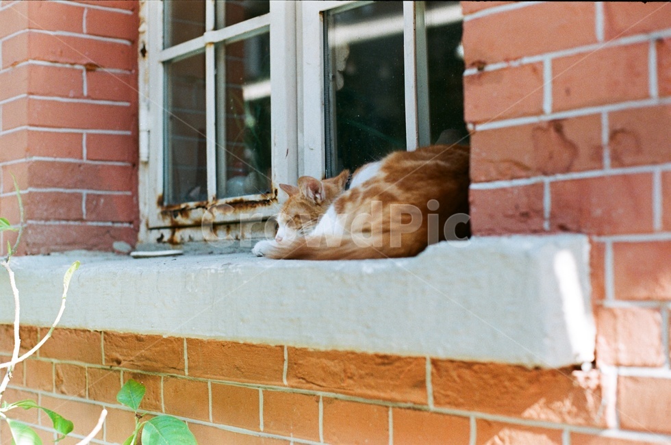 고양이,동물,cat,휴식,낮잠,길고양이,길거리,동물,animal,포유류,mammal,고양이,cat,kitten,kitty