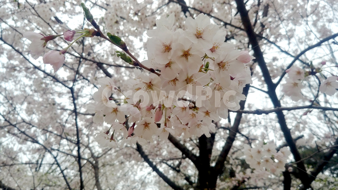 벚꽃,봄꽃,서울숲,꽃구경,cherryblossom