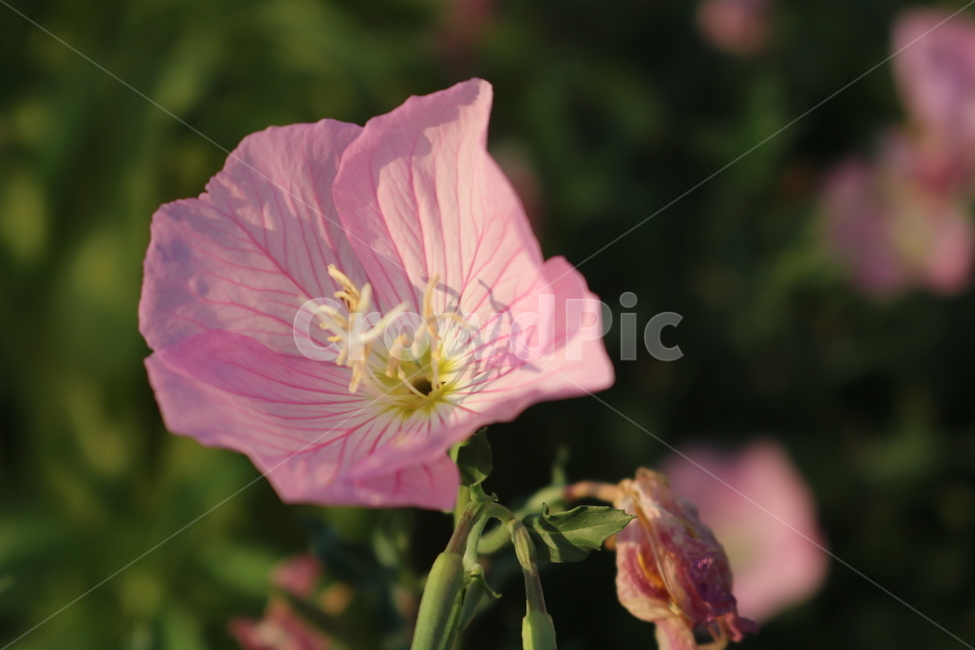 꽃,분홍색,분꽃,자연,꽃잎,식물,자연,plants,nature,꽃,flower