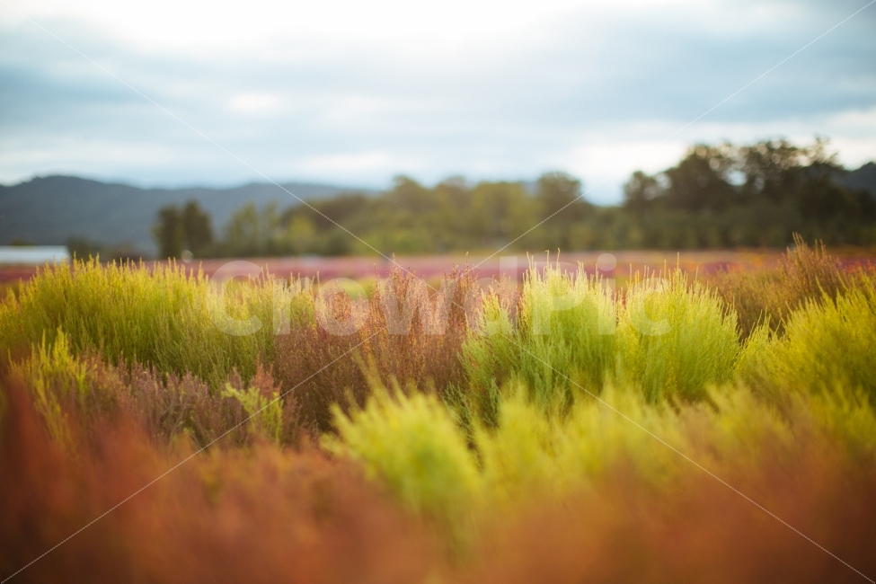 가을,감성,코키아,단풍,나리공원,자연,풍경,nature,landscape,감성,sensible,feeling,field,들,outdoors,옥외,grassland,목초지