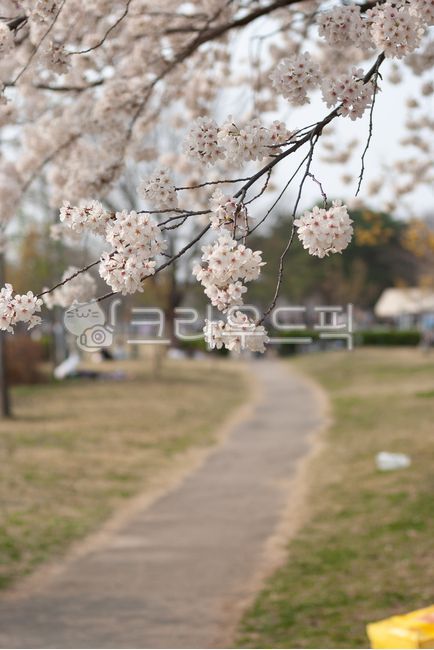 Cherry Blossom,Cherry Blossom Ending,cherryblossom,flower