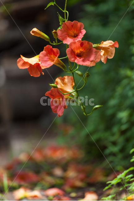 여름,한국적인,꽃,능소화,한국전통,식물,주황색,반영,color,nature,summer,항아리,jar,koreanculture,korean,traditional,plants,flowers,자연,식물,자연,plants,nature,꽃,flower
