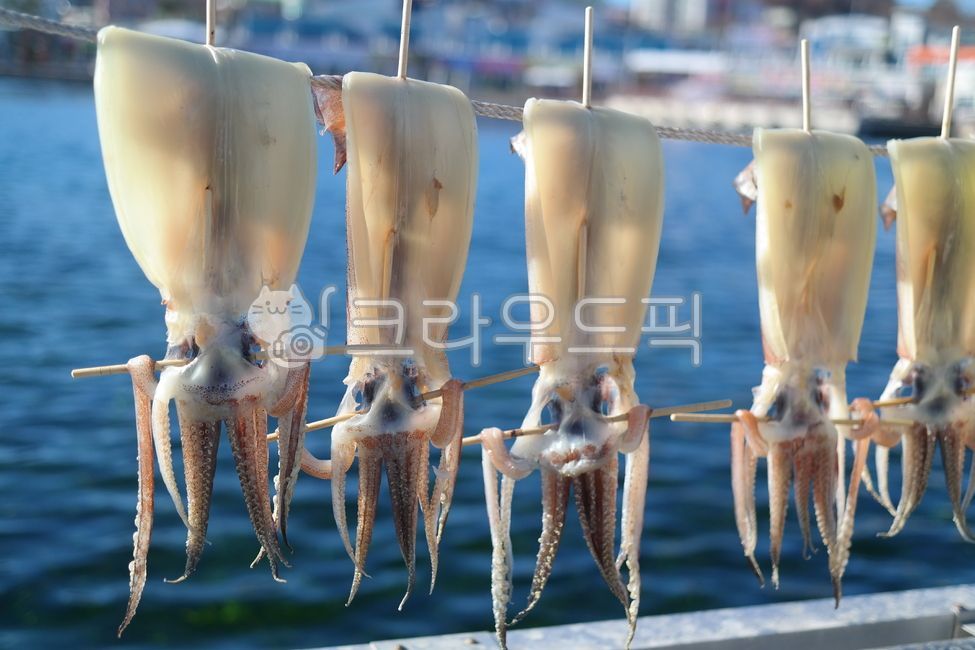 바람,오징어,마른오징어,반건조오징어,건조,어업,건어물,수산물,해풍,해산물,해물,어촌,날씨,음식,식재료,건오징어,squid,driedsquid