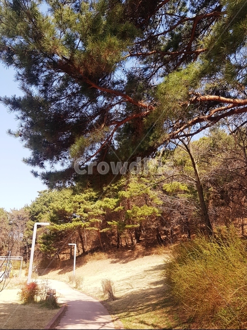 나무,산책로,소나무,꽃나무,하늘,나무길,기울어짐,농원,잔디길,돌길,봄,햇살,고요함,자연,풍경,nature,landscape,tree,plant,식물
