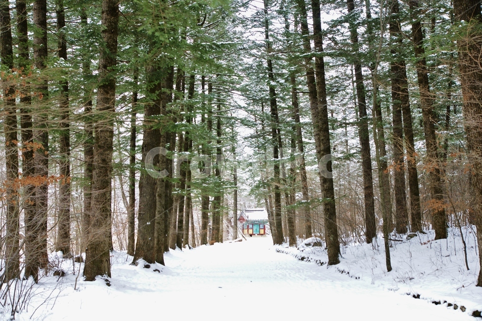 오대산,전나무,풍경,설경,겨울,겨울,계절,winter,season,자연,풍경,nature,landscape,tree,나무,plant,식물