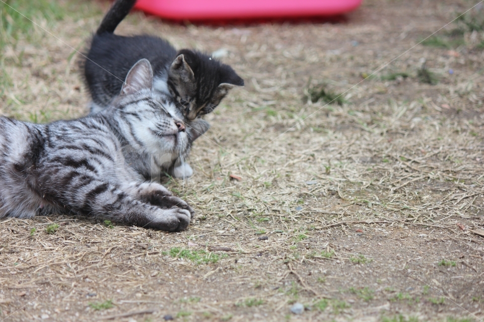 사랑,아기고양이,길냥이,고양이,엄마물어뜯기,동물,animal,포유류,mammal,고양이,cat,kitten,kitty,감정표현,기분,feeling,emotion,가족,패밀리,family