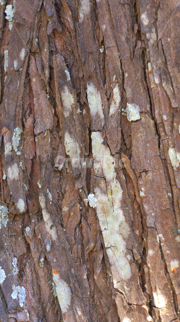 나무,표면,텍스쳐,질감,재질,배경,background,야외,실외,무늬,패턴,texture,자연,확대,갈라짐,건조,세로,껍질,식물,자연,plants,nature,나무,trees,wood