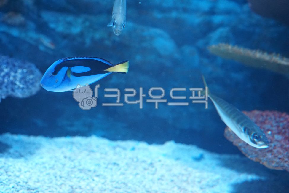 도리,블루탱,bluetang,수족관,물고기,water,fish,animal,물,산호,수영,블루,해양생물,sea,아쿠아리움