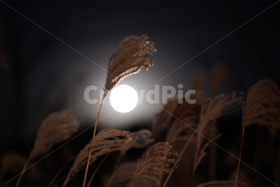 갈대,억새,월광,달빛,밤풍경,가을,계절,fall,autumn,season,야경,밤,풍경,nightscape,night,landscape,nature,자연,outdoors,옥외,grass,잔디,plant,식물