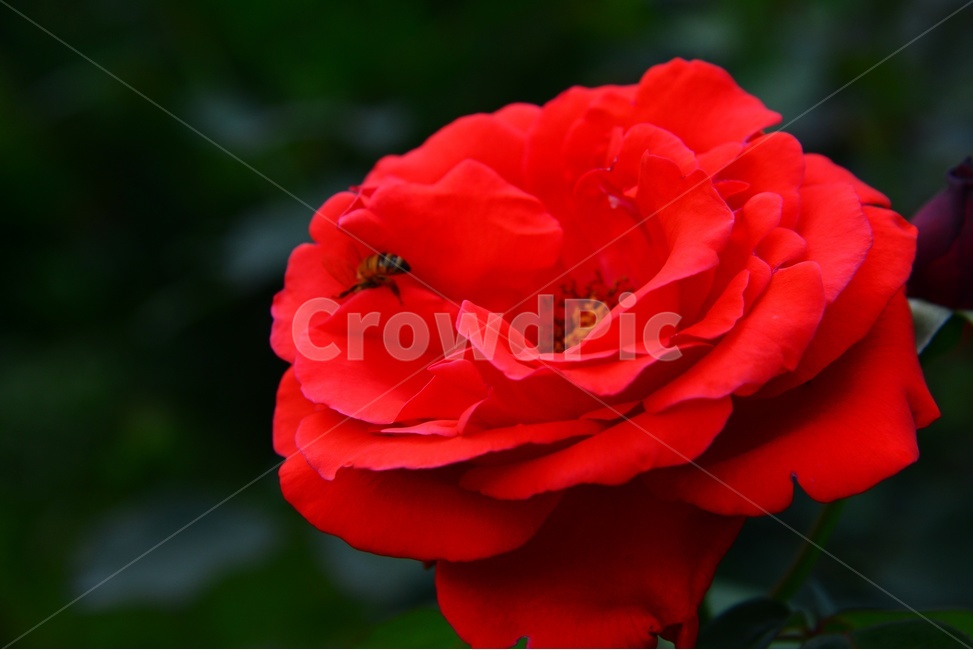 plant,식물,blossom,flower,꽃,leaf,잎,장미,벌
