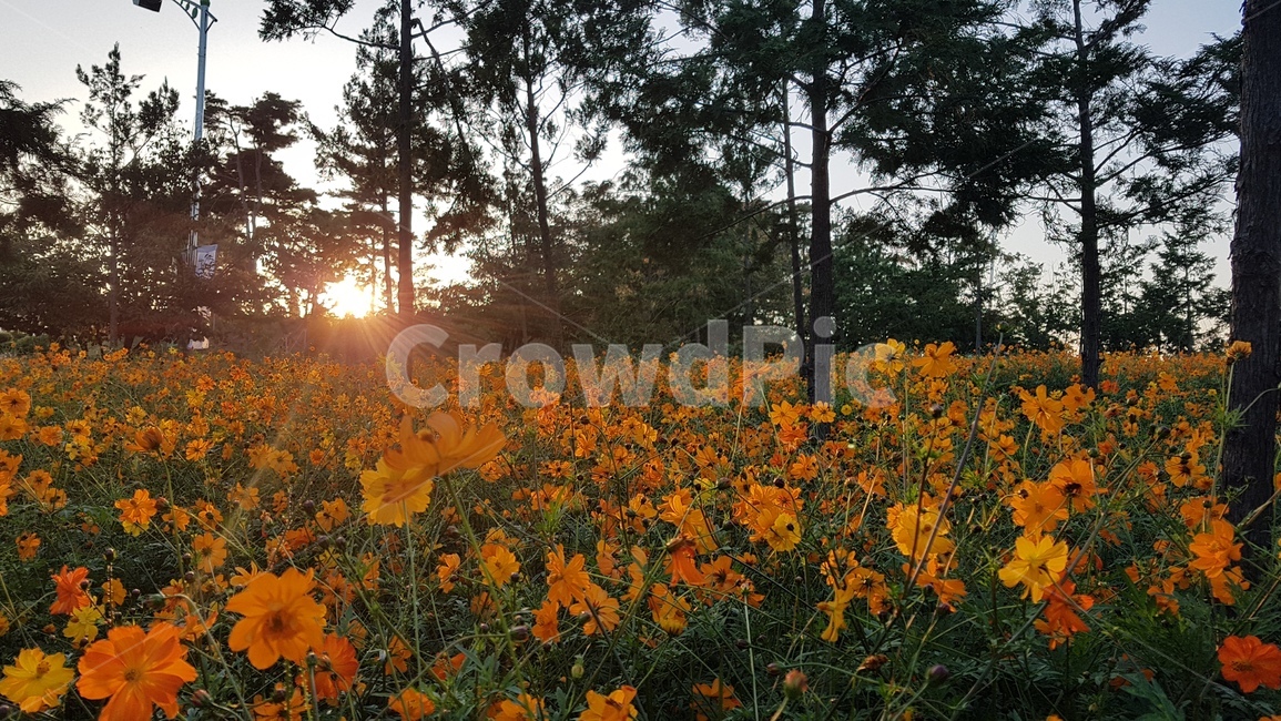 자연,식물,가을,꽃,코스모스,나무,감성,노을,저녁노을,빛,식물,자연,plants,nature,꽃,flower