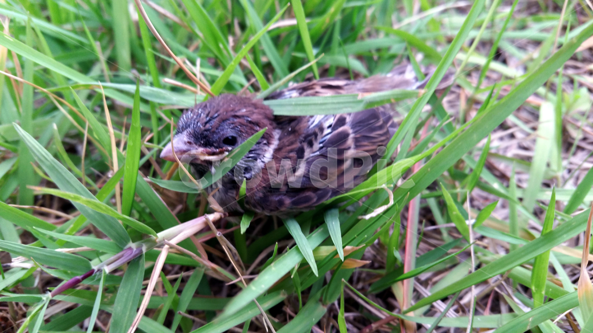 조류,새,잔디,일상,아기새,초록,birds,lawn,dailylife,동물,animal,조류,새,birds