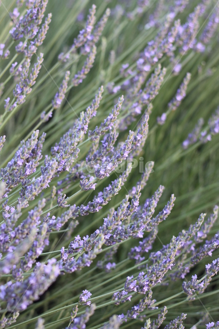 라벤더,lavender,꽃,허브,식물,식물,자연,plants,nature,꽃,flower