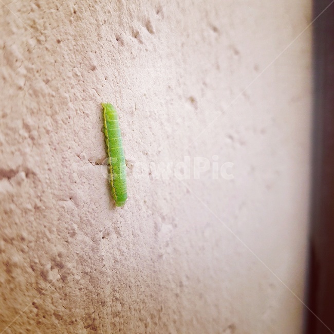곤충,벌레,애벌레,벽,귀여움,곤충,벌레,insect,bug