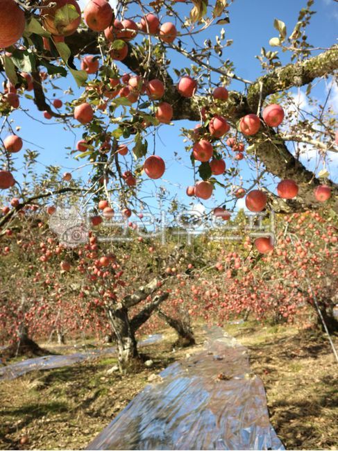 사과,사과나무,열매,과일나무,과수원,하늘,나무,apple,appletree,plant,fruit,과일,food,음식,문경,문경사과,식물