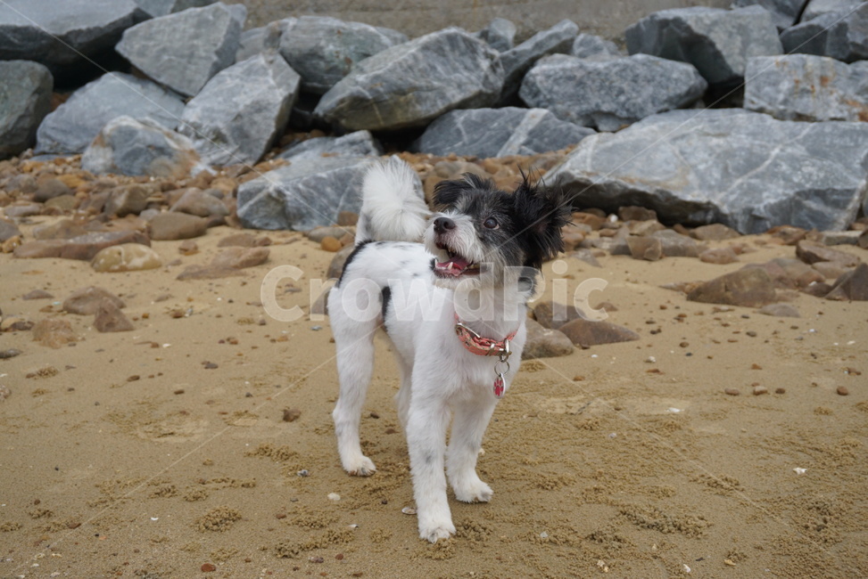 강아지,puppy,개,dog,바다,해변,바위,모래,여름,summer,반려견,여름휴가,귀여움