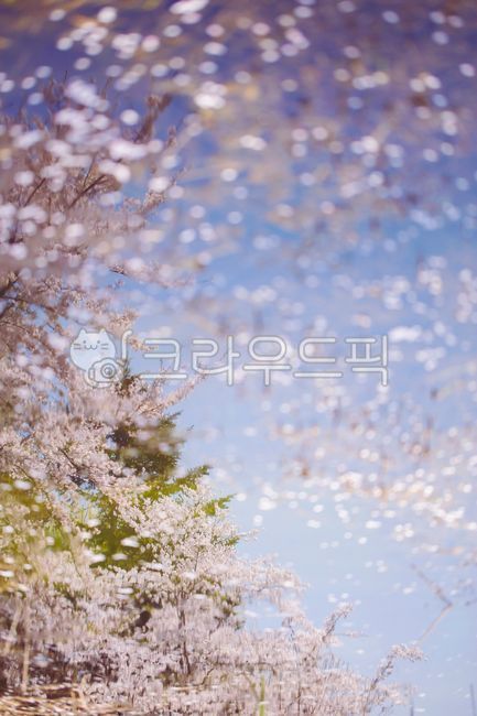 벚꽃,봄,봄꽃,벚나무,호수,반영,물가반영,물반영,꽃잎,떨어지다,꽃,flower,cherryblossom,감성,봄감성