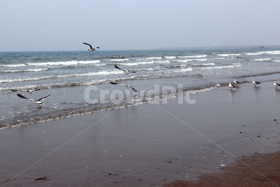 바다,갈매기,하늘,해변,해안,자연,풍경,nature,landscape,해변,바다,beach,sea,동물,animal,조류,새,birds,bird,ocean,대양,water,물,outdoors,옥외