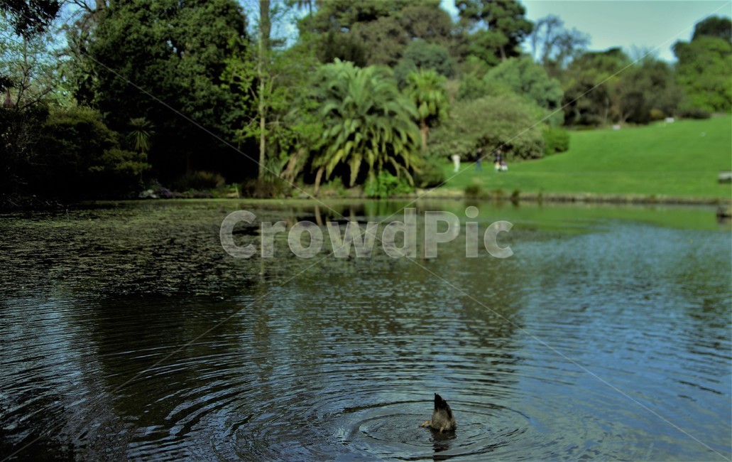 공원,호수,푸르른,오리,한가로운,평화,나무,초록,park,lake,pond,bird,duck,relaxing,peaceful,tree,green,자연,풍경,nature,landscape,water,물,outdoors,옥외,새,animal,동물