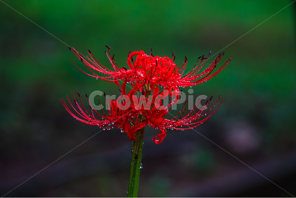 plant,가을,꽃,식물,상상화,이슬,식물,자연,plants,nature,꽃,flower