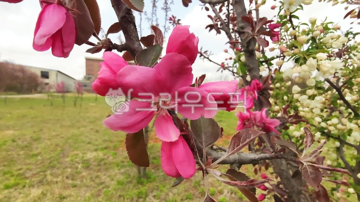 꽃사과,꽃사과나무,사과꽃,malusprunifolia,벚잎꽃사과,돌사과,plant,식물,blossom,flower,꽃,petal,꽃잎