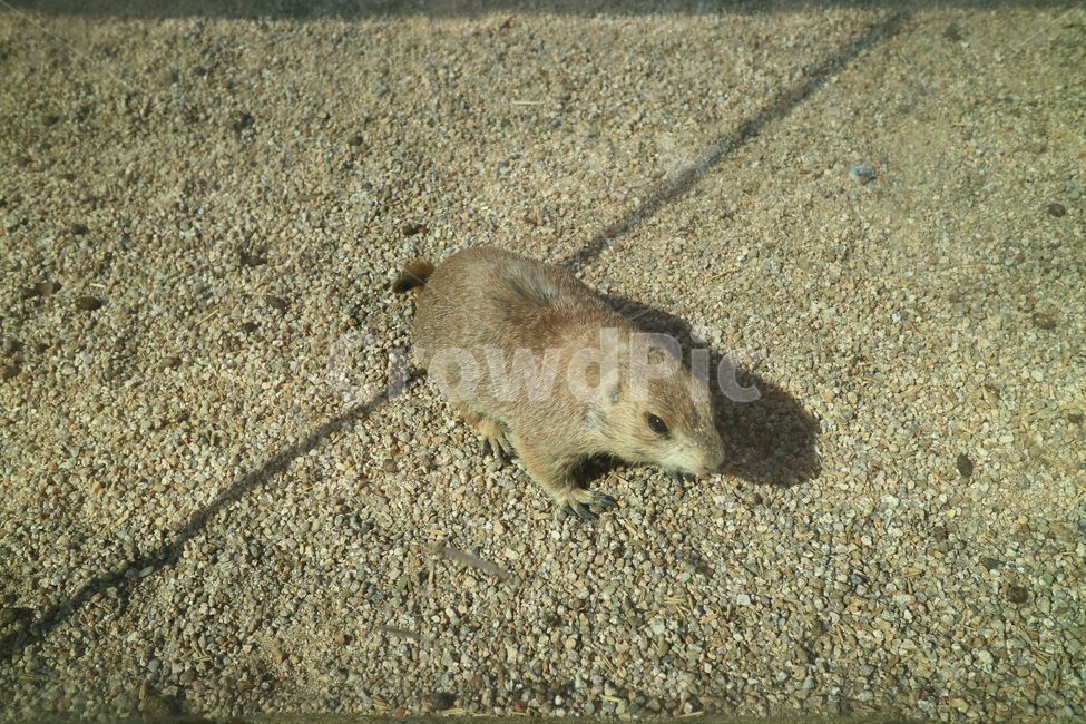 프레리독,동물,동물원,포유류,야생동물,한마리,귀여운,동물,animal,포유류,mammal
