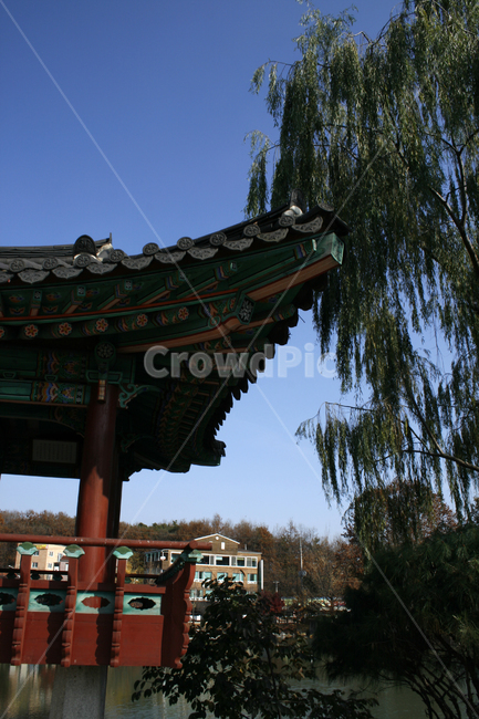 하늘,애련정,나무,정자,한국,전통,기와지붕,기와,한국전통,한국문화,korean traditional,korean culture,건축물,건물외관,exterior,building,structure,architecture,construction
